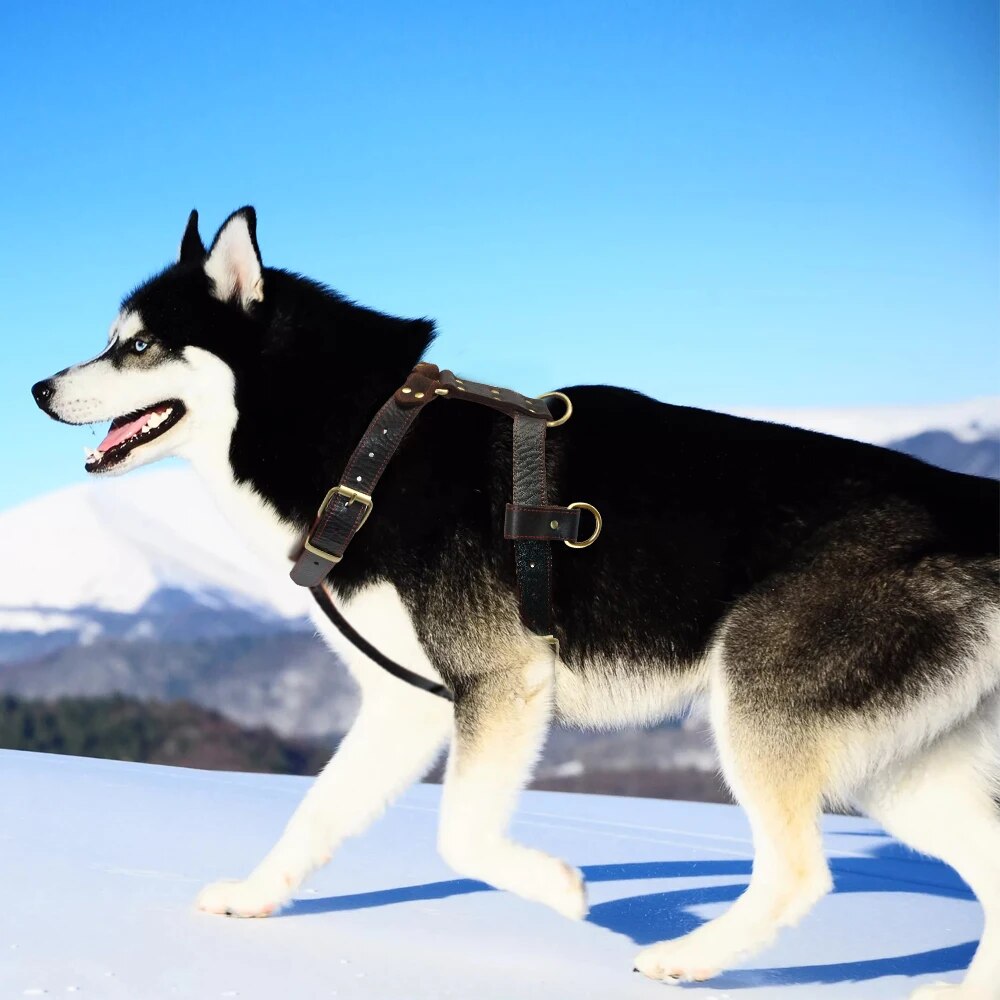 Soft Genuine Leather Dog Harness Medium Large Dogs