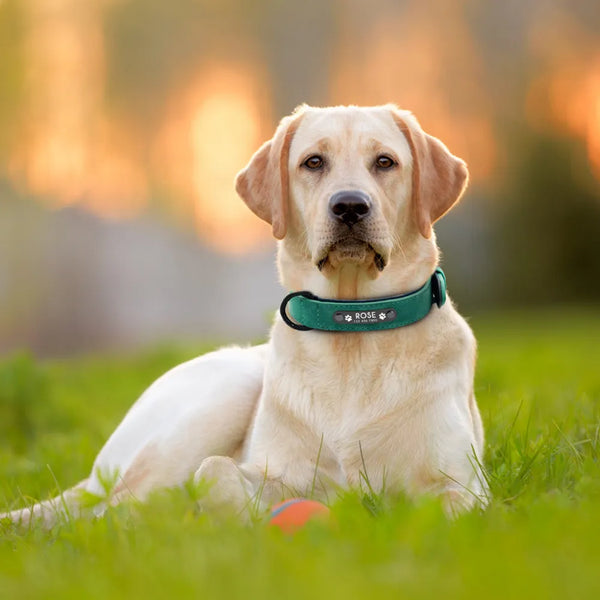 Dog Collars Personalized Custom Leather Dog Collar Name ID Tags