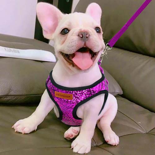 Bling Sequins Cat Dog Harness and Leash Set